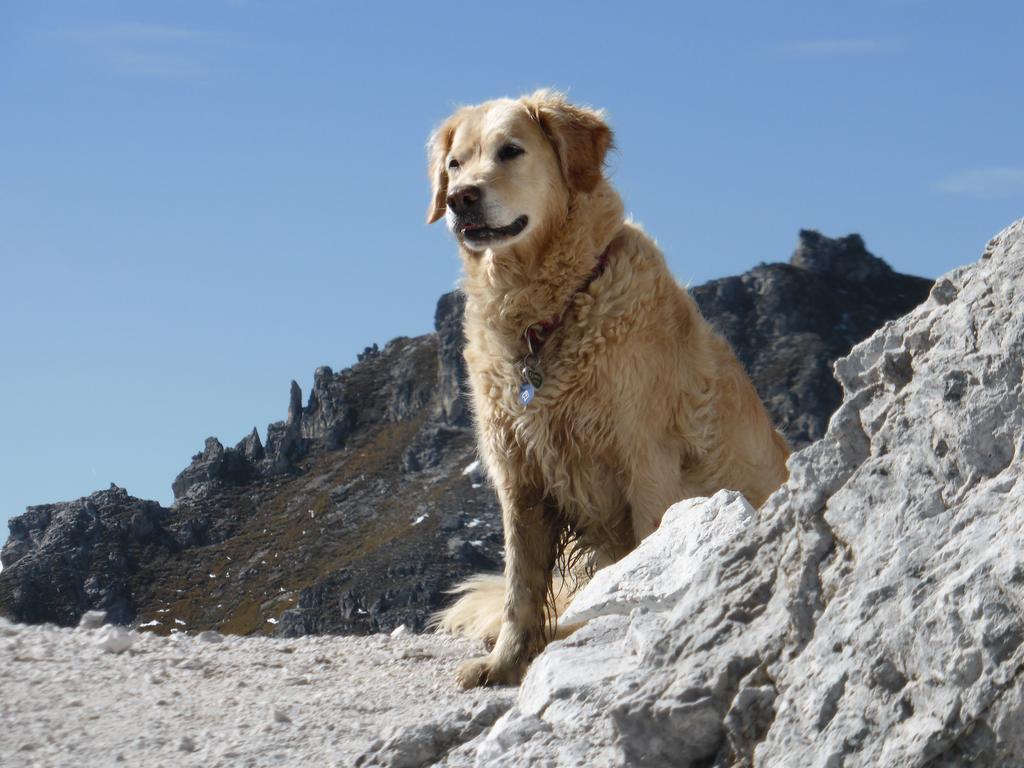 Pension Steinadler Neustift im Stubaital Exteriér fotografie